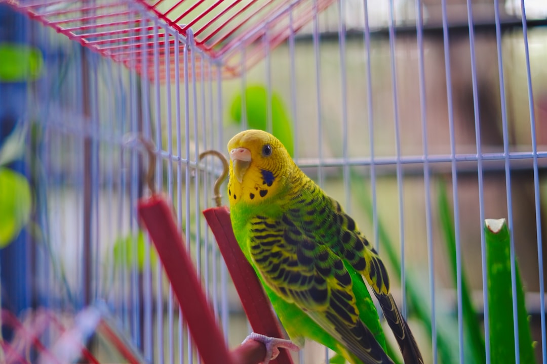 5 Signs Your Bird Cage Is Too Small (And What to Do)