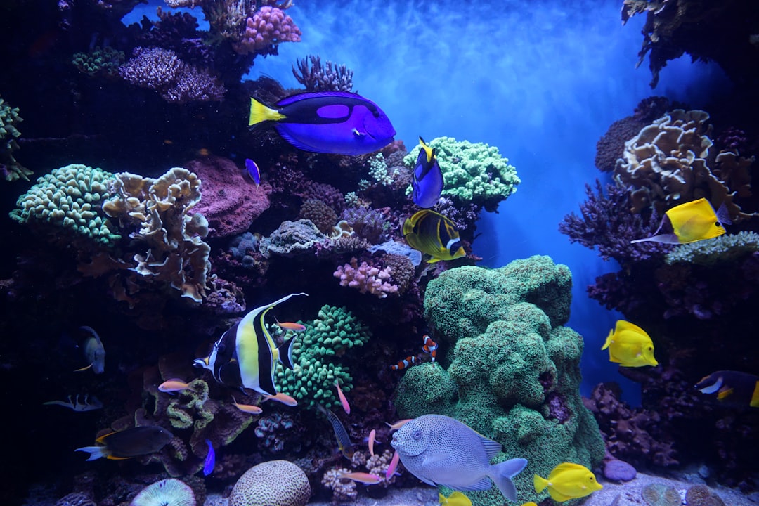 Adding Bacteria to a New Fish Tank UK