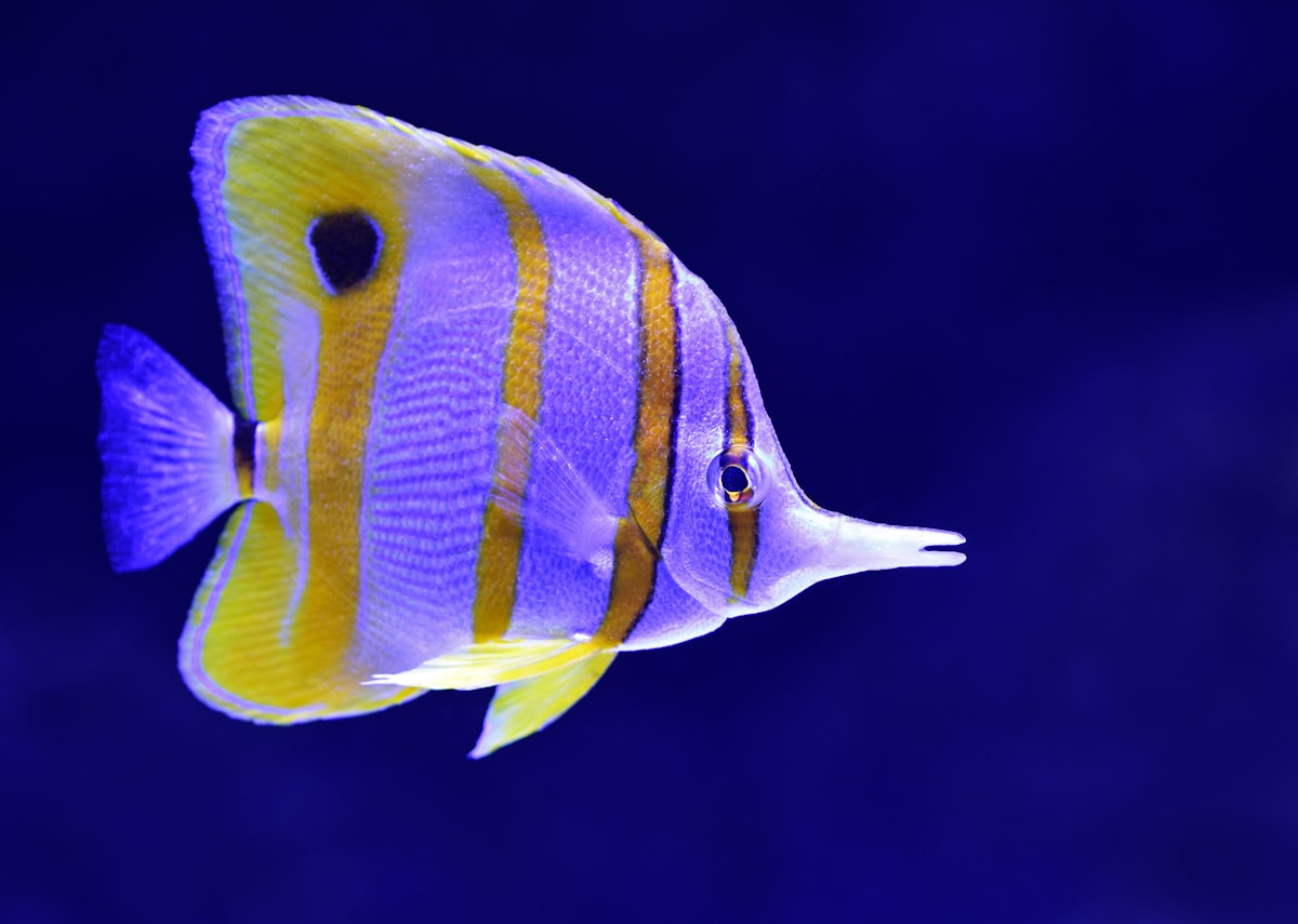 Aquarium 101: 12 Basics Every Beginner Needs to Know