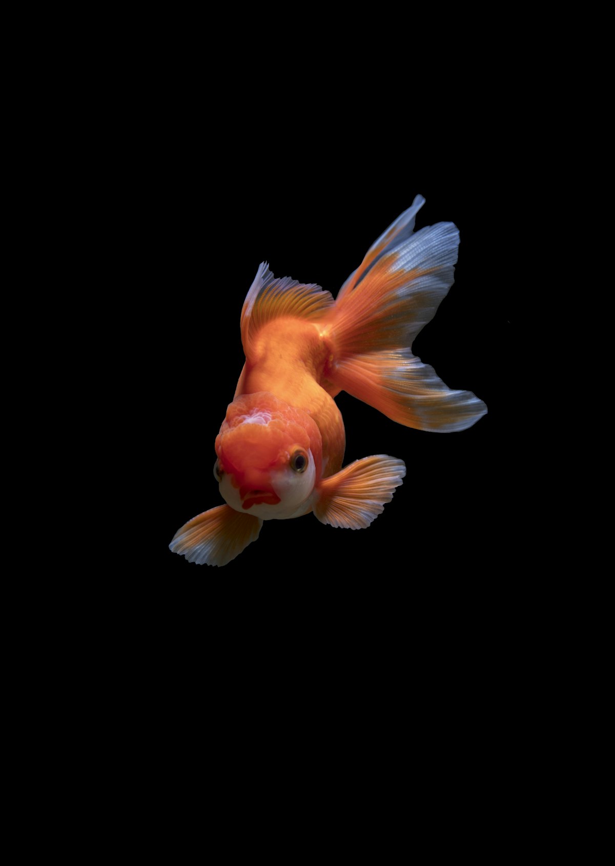 Aquarium Filter Cleaning Guide UK 2026