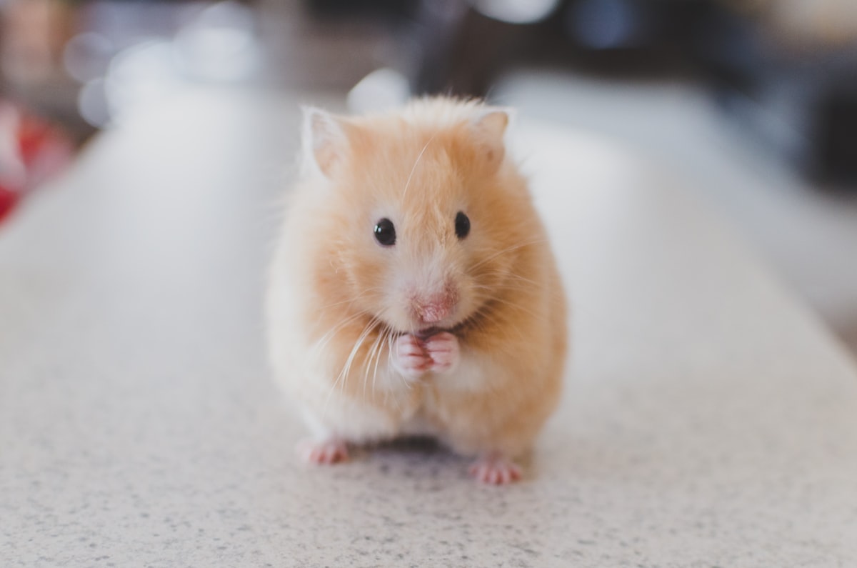 Are Gerbils Easy to Take Care Of? UK Guide