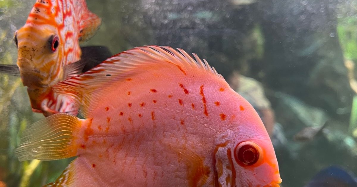 Tropical fish swimming in a planted aquarium - best aquarium starter kits for UK beginners