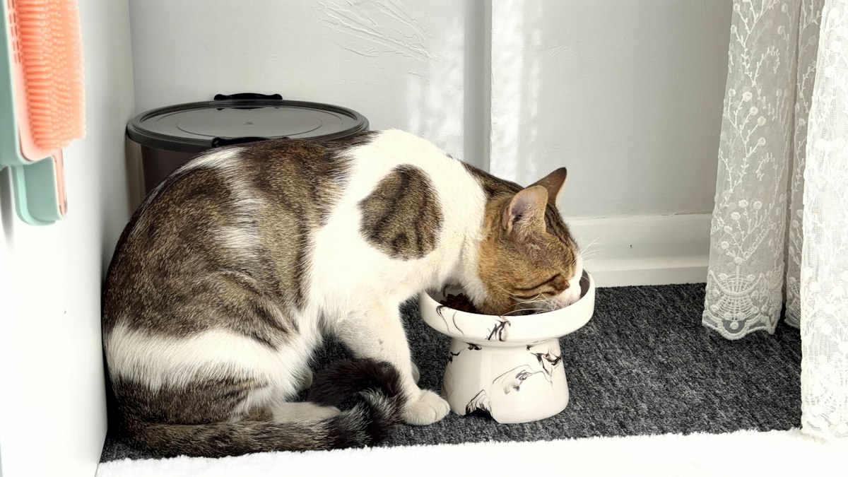 Tabby and white cat eating from a raised ceramic bowl of cat food