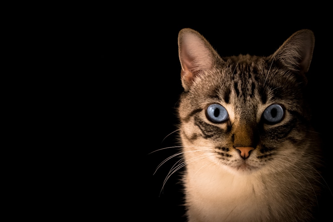 Best Cat Scratching Posts UK 2026