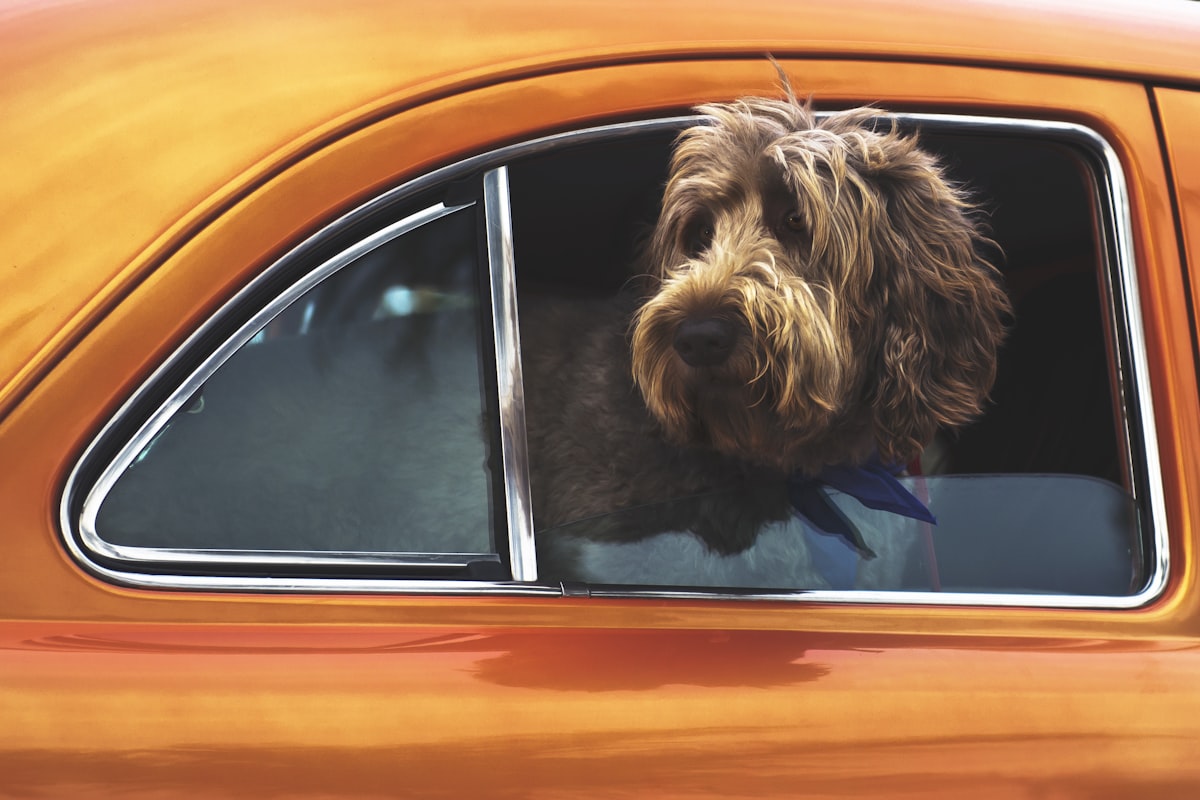 Best Dog Car Travel Accessories UK 2026 - 8 Top-Rated Picks