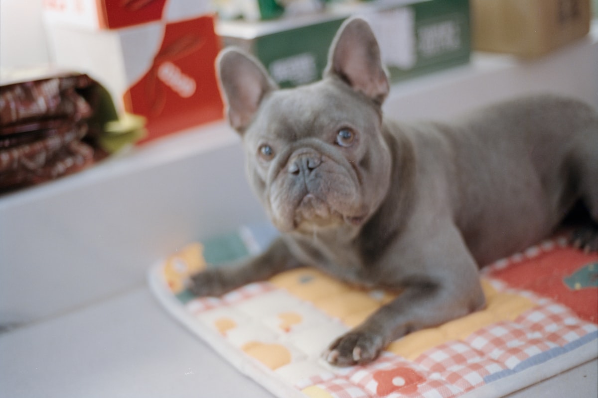 Dog cooling mat collection  -  best summer cooling pads for UK dogs Compared