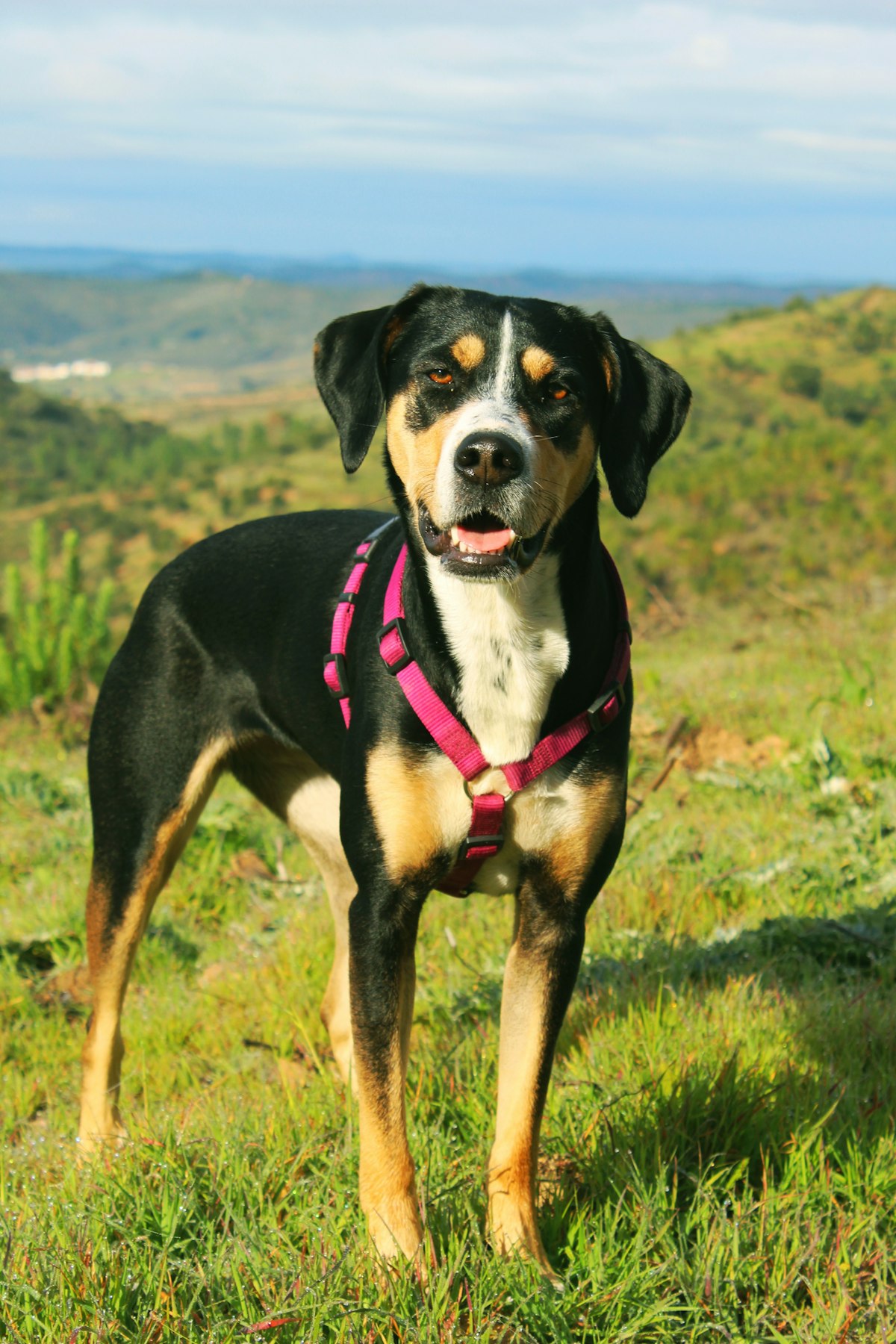 Collection of dog harnesses for everyday walking Compared and Reviewed