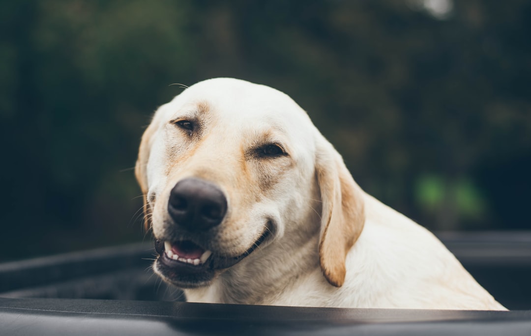 Best Dog Shampoo for Double Coats UK