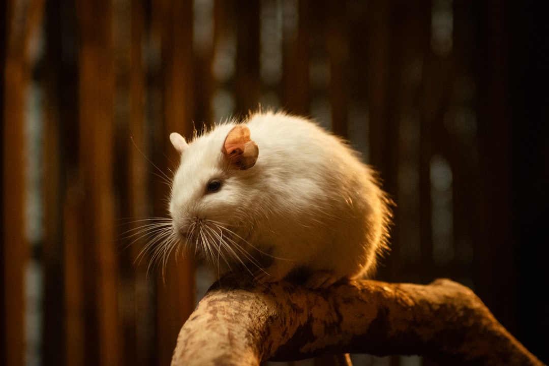 Best Gerbil Cages UK 2026
