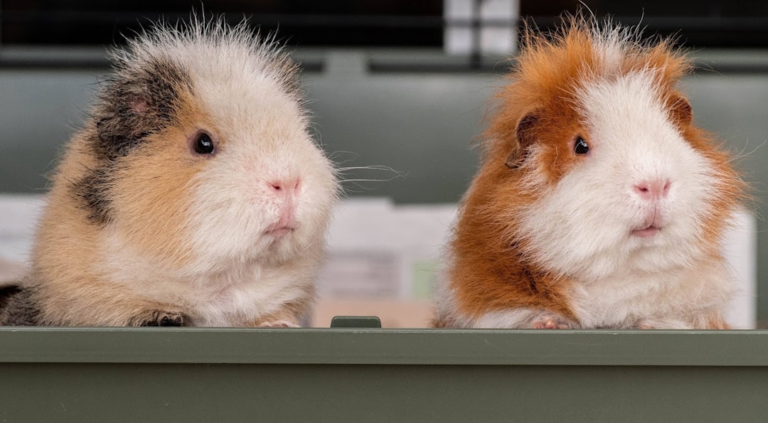 Best Guinea Pig Cages UK 2026: 5 Compared