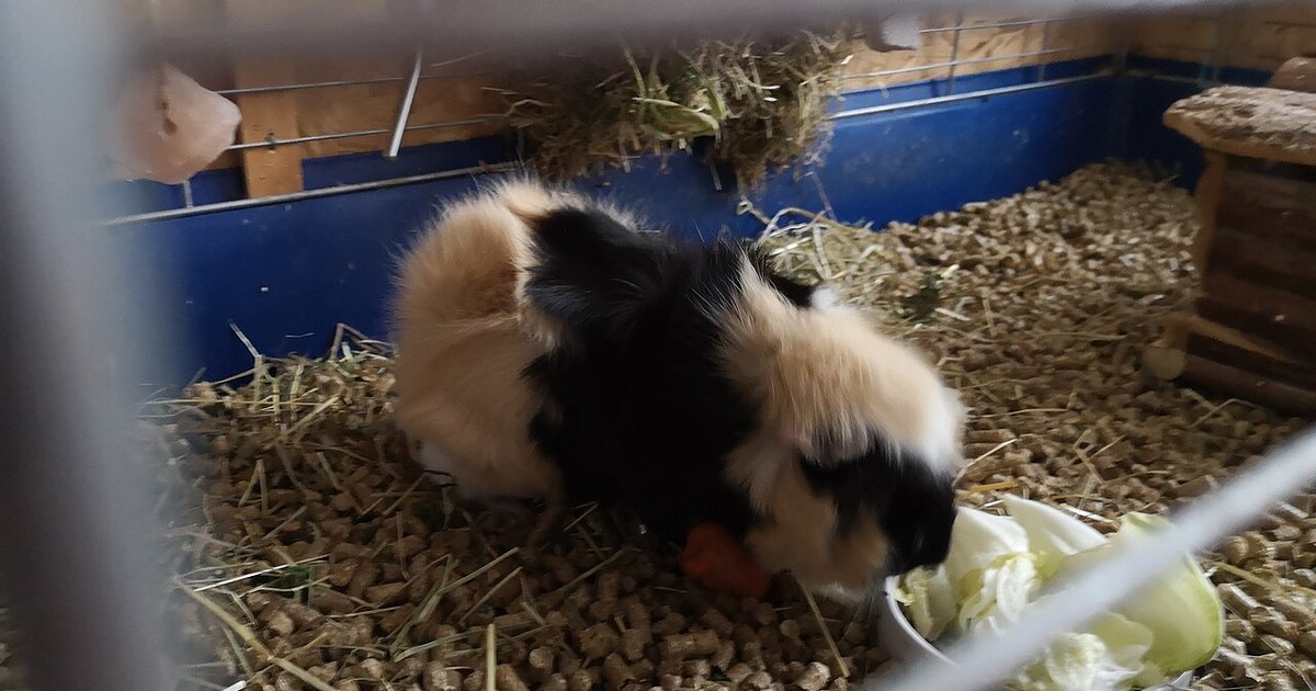 Guinea pig eating fresh grass forage