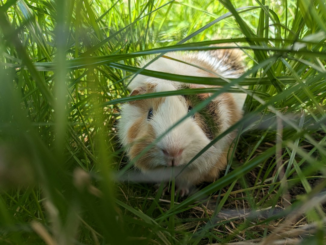 A guinea pig eating fresh grass outdoors