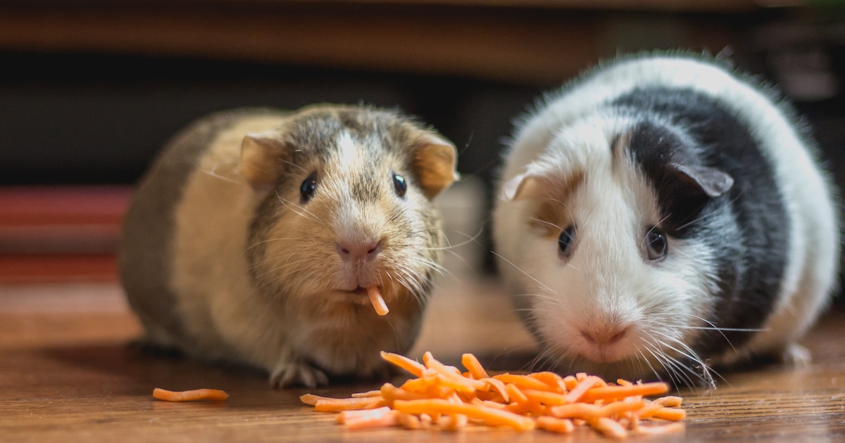 A compact hamster cage on a desk in a UK flat