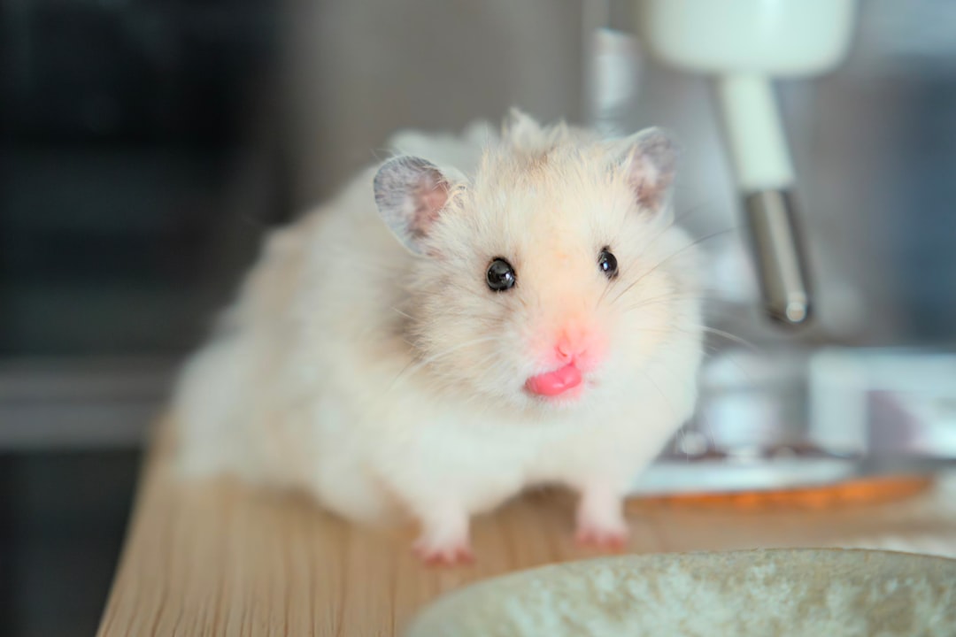 Best Hamster Food UK 2026: 5 Compared