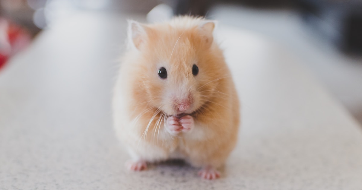 Best Hamster Toys UK 2026