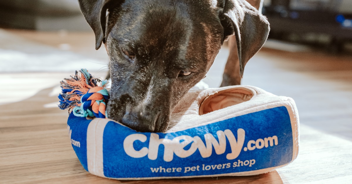 Puppy eating from a bowl of food - best chicken-free puppy food for small breeds UK