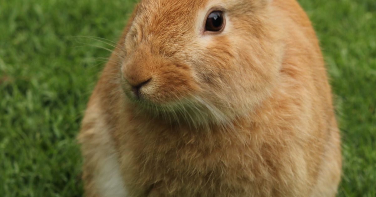 A cute domestic rabbit sitting on green grass in a UK garden