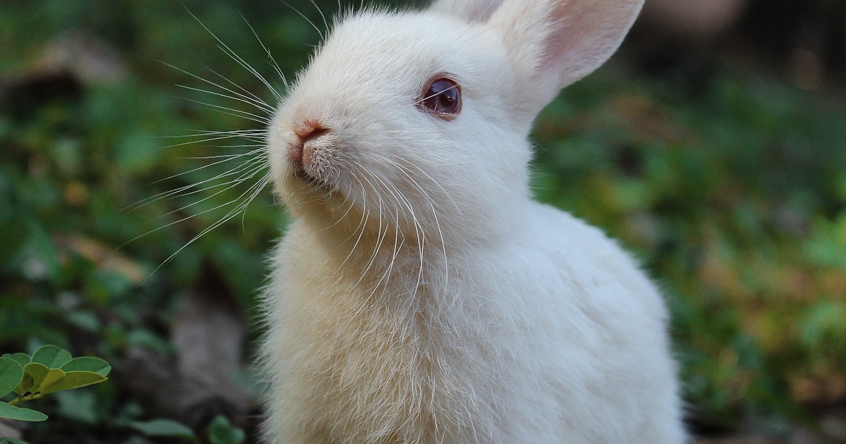 Best Rabbit Hutches UK 2026