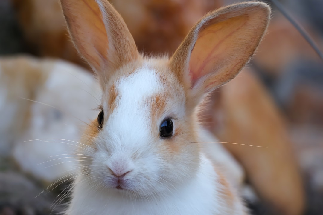 Best Rabbit Toys UK 2026: Chew, Tunnel & Forage Picks