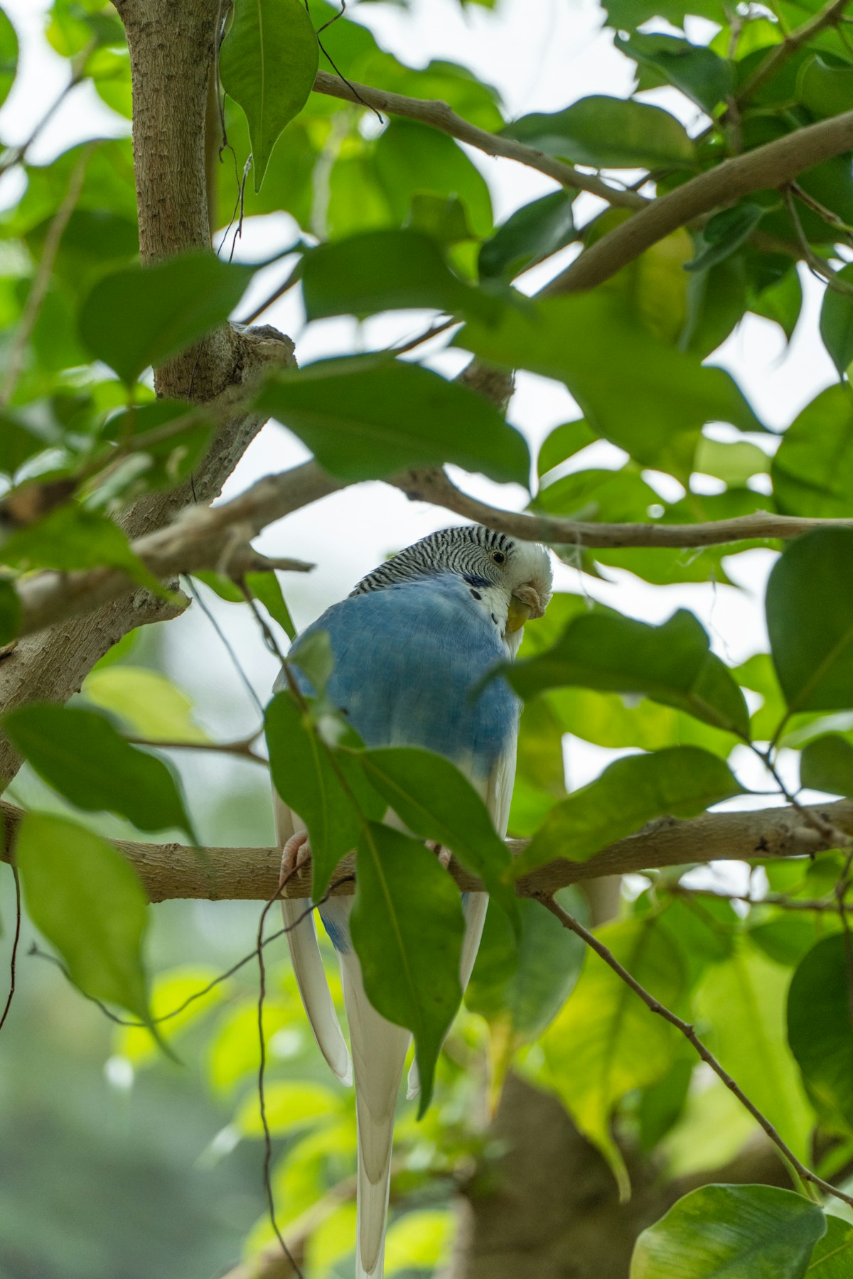 Budgie vs Canary: Which Pet Bird for UK Owners?