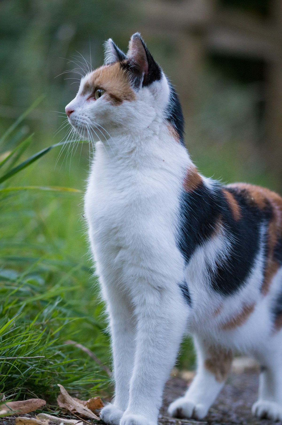 Can Cats Live on Dry Food Only? UK Feeding Facts