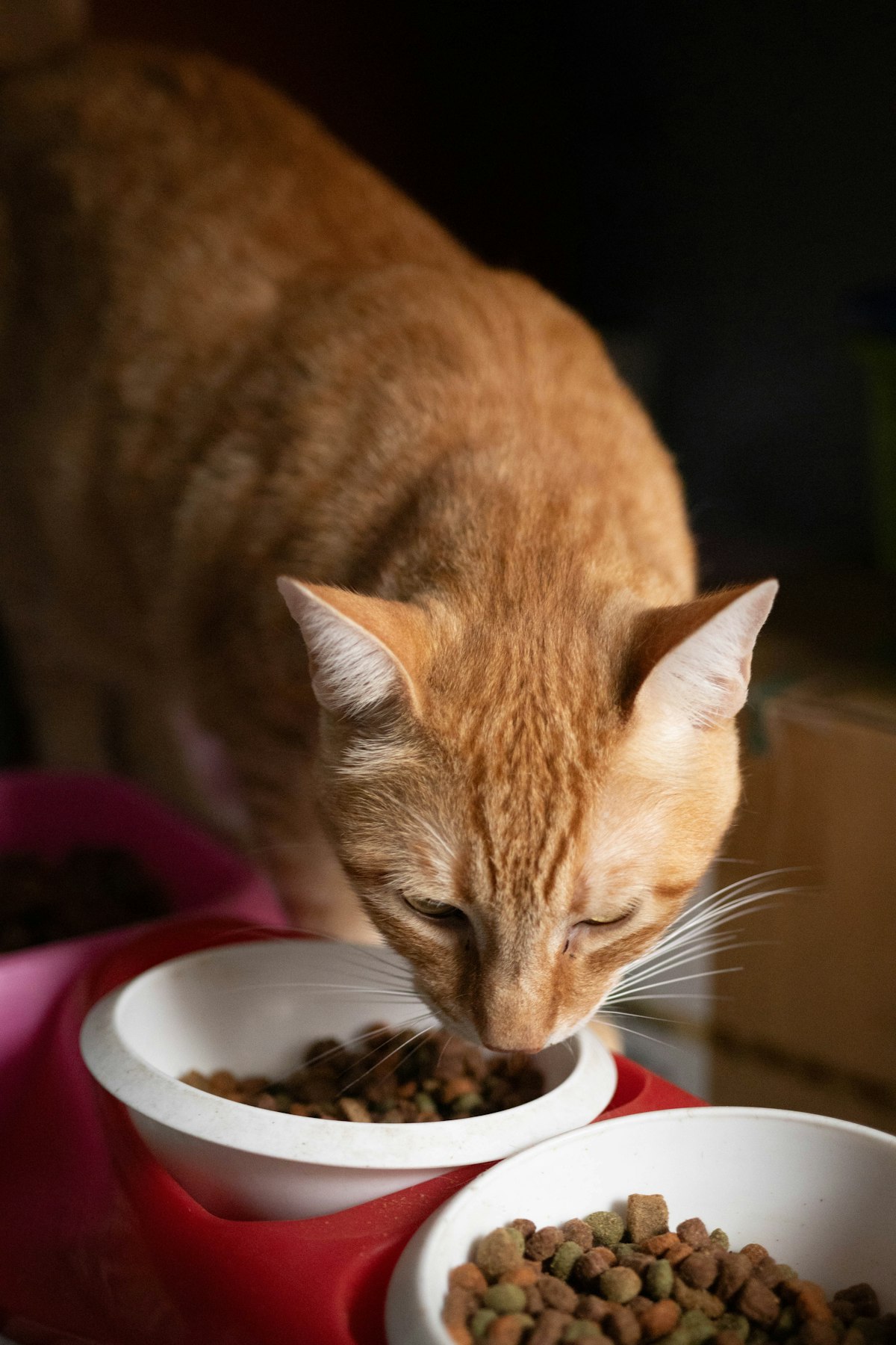 Cat Food Supply Disruption 2026: What UK Owners Should Know