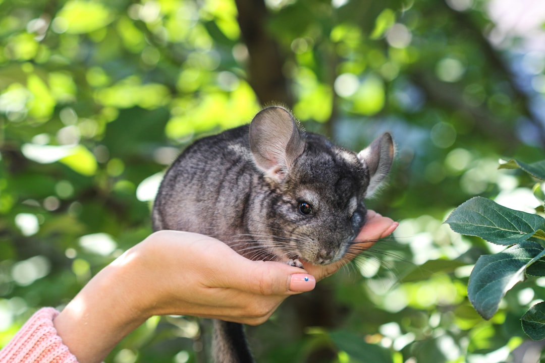 Grey chinchilla with large ears perched on a wooden ledge - chinchilla care for beginners in the UK