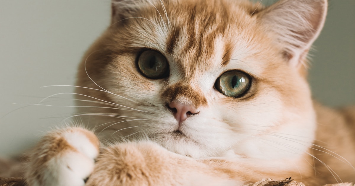 Clumping vs Tofu vs Crystal Cat Litter, Which Type Is Best?