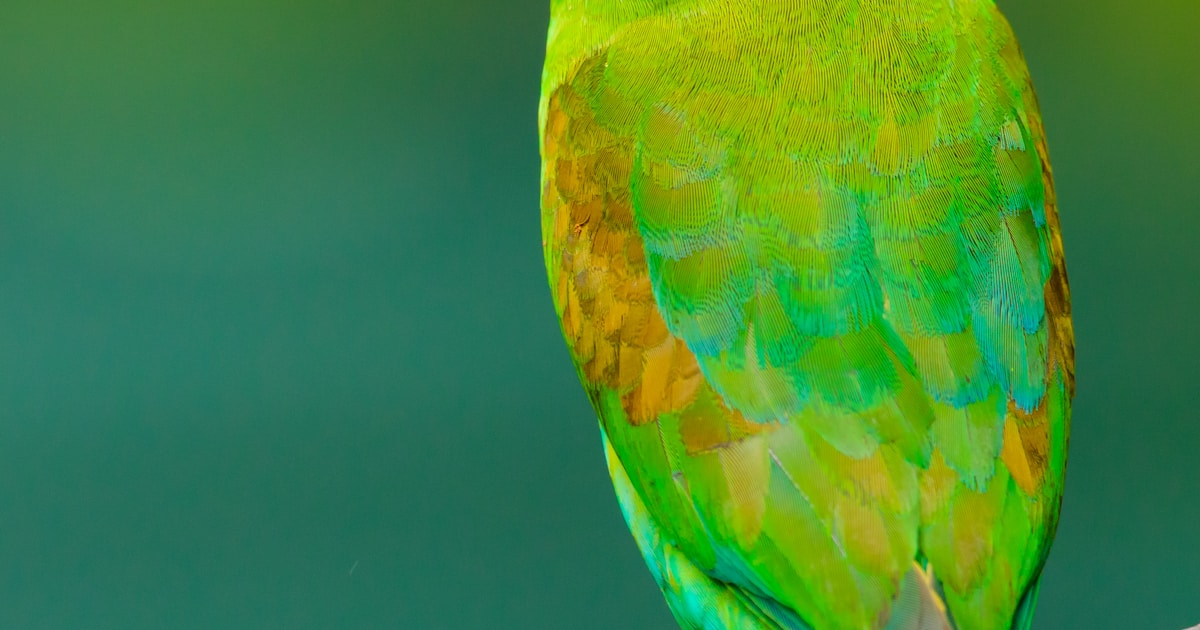 Cockatiel vs Conure: Which Pet Bird Suits UK Owners?