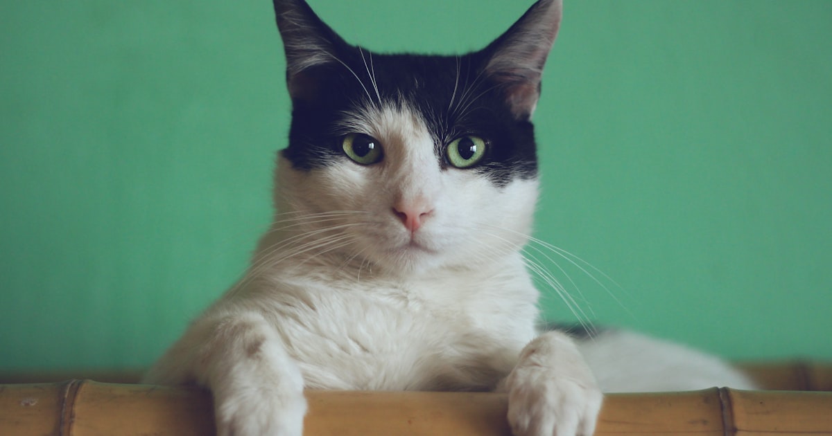 Complete Cat Owner's Buying Guide UK 2026