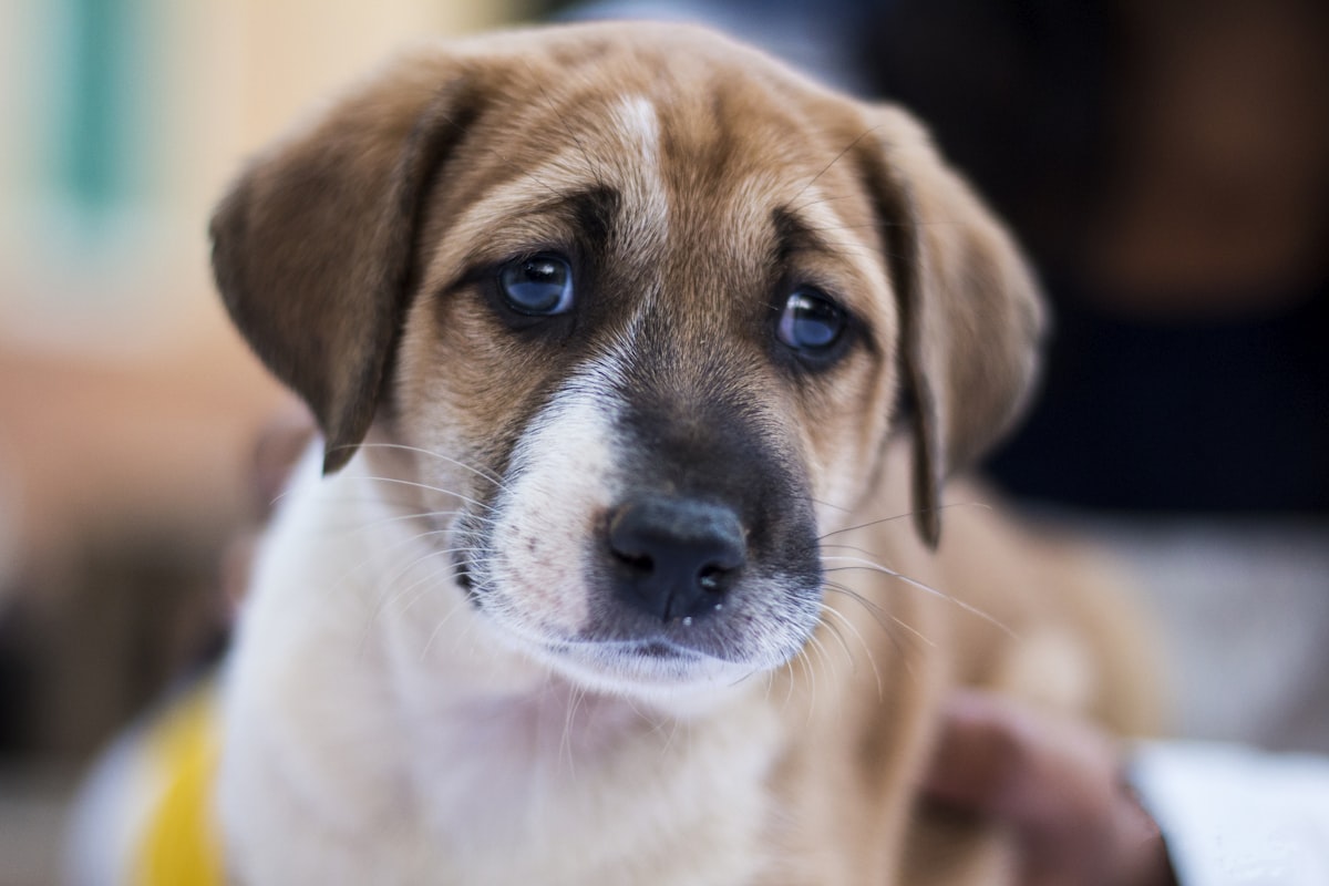 The Complete Dog Setup Guide: Everything You Need at Every Budget
