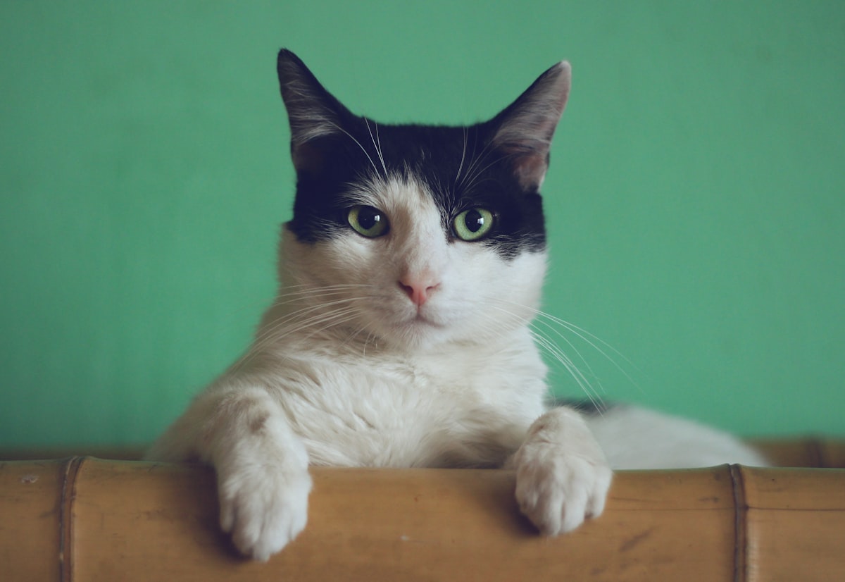 Cat sleeping comfortably on a soft round bed indoors