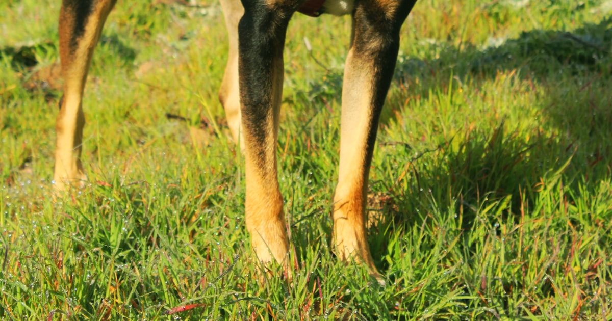 Dog Harness vs Collar: Safety, Control and Comfort Compared