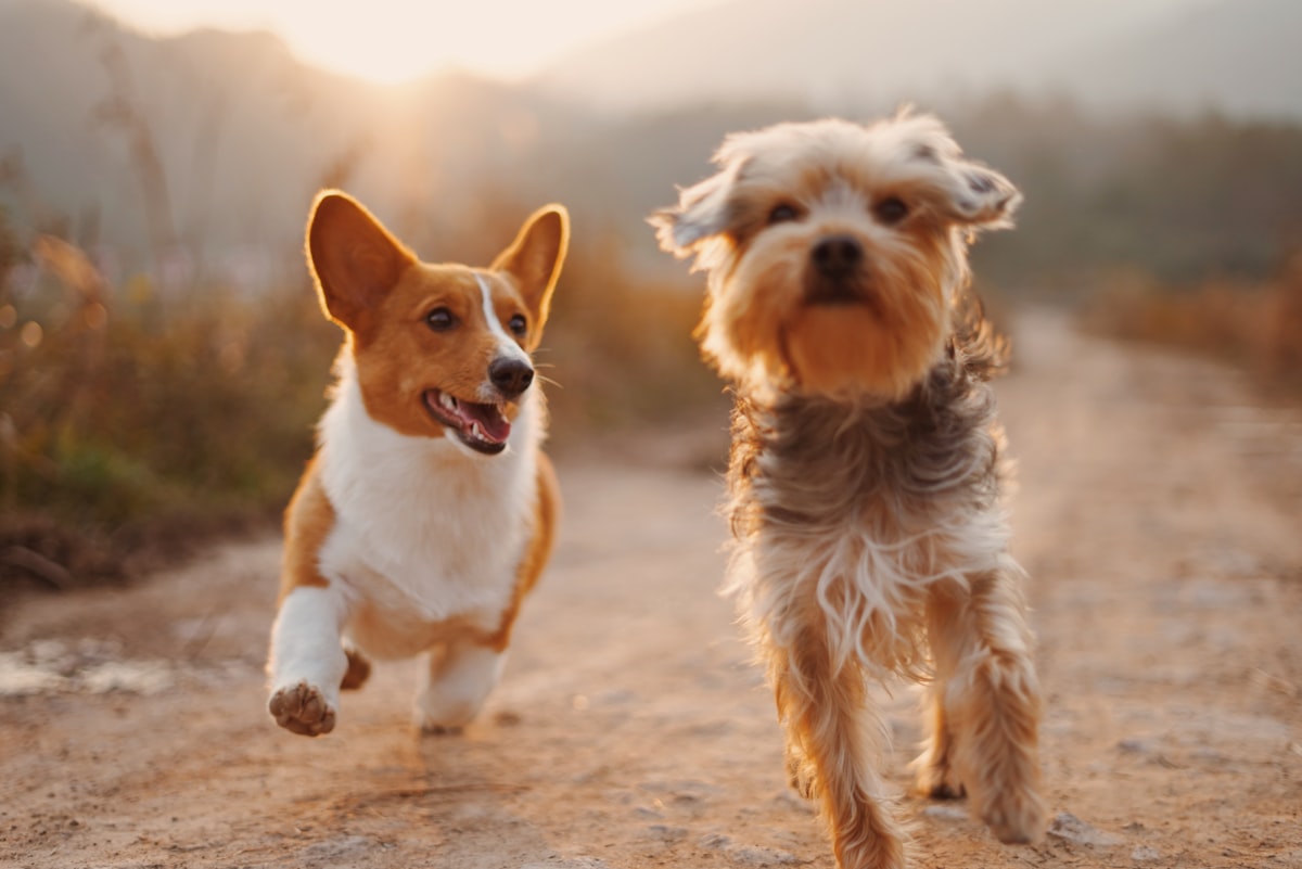 Dog Training Basics for UK Beginners - Essential Skills Guide