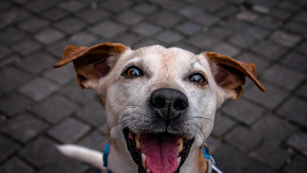 5 Dog Training Tools UK Owners Actually Use