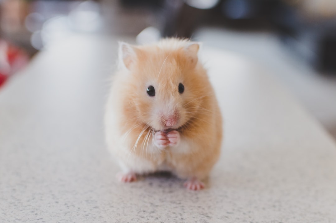 Dwarf hamster in its habitat with deep bedding - complete beginner care guide for UK owners