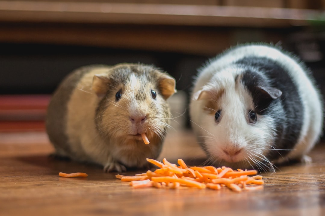 Two guinea pigs sharing a carrot on a wooden floor