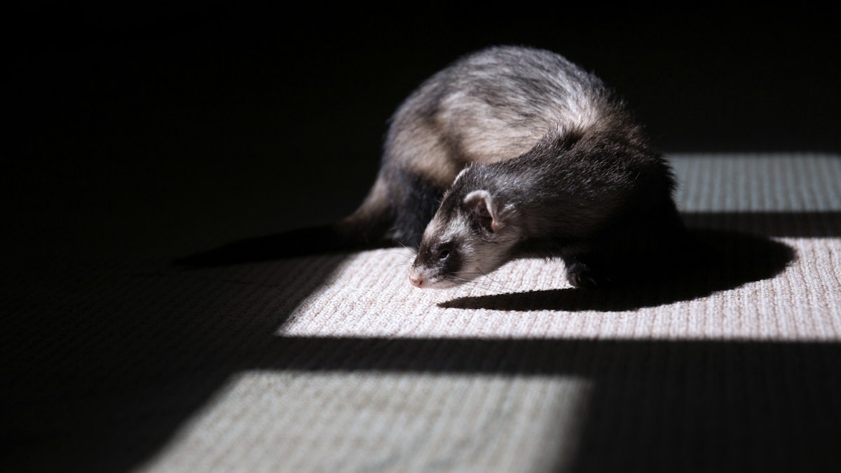 Pet ferret exploring indoors on a wooden floor
