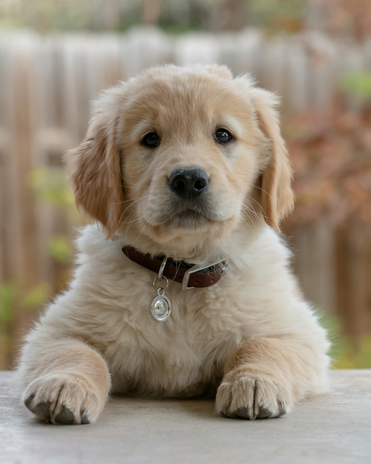 The First-Time Dog Owner's Guide: What You Actually Need