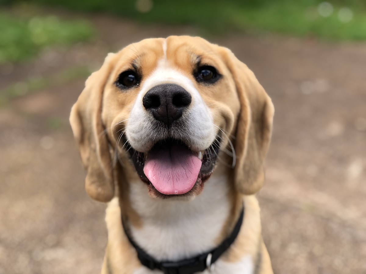 Flea and Tick Treatment for Dogs and Cats: UK Guide