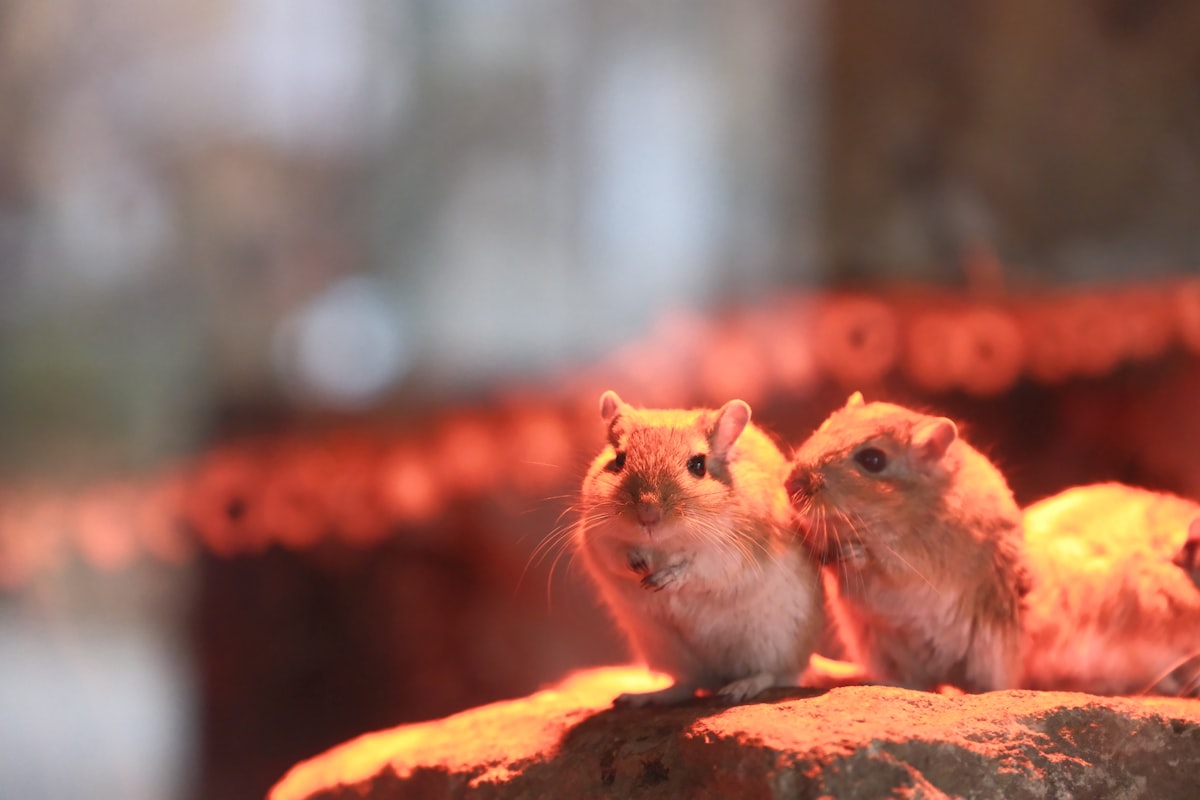Gerbil Care for Beginners - A Complete UK Guide