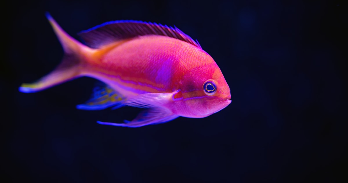 Goldfish swimming in a well-maintained aquarium