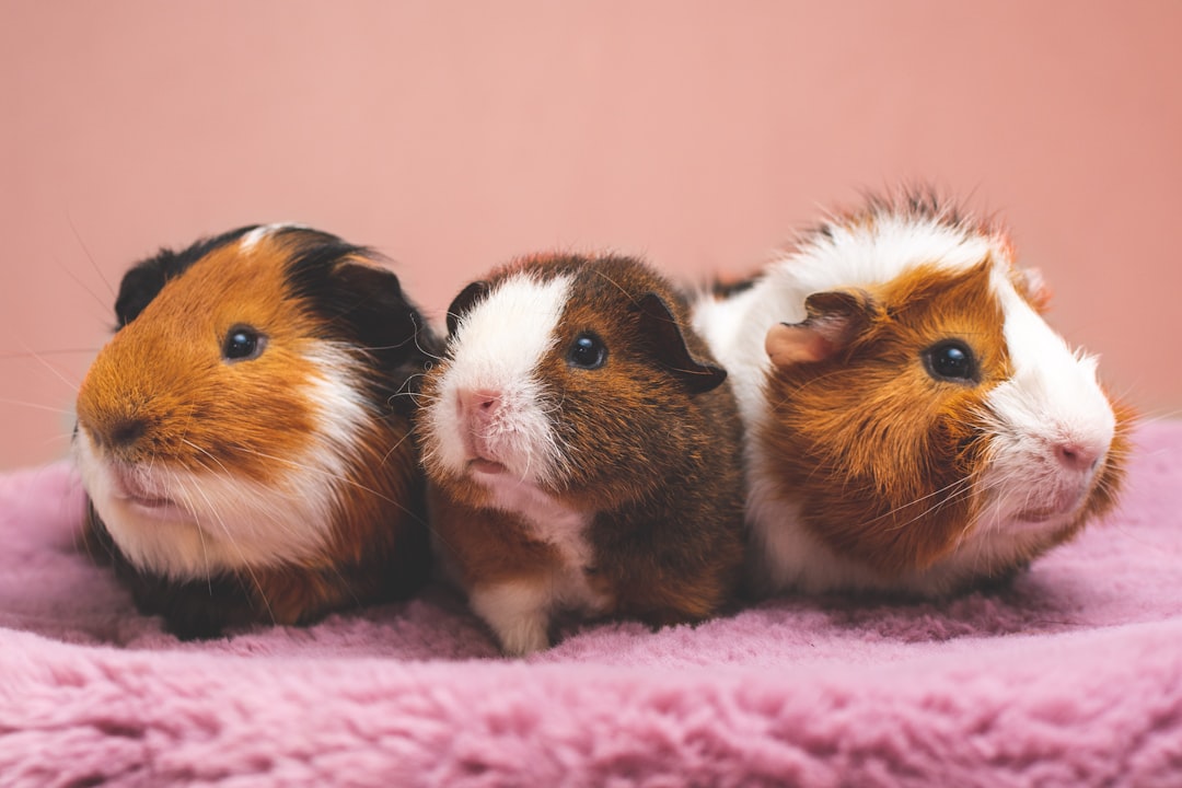 Guinea Pig Care: Complete Beginner's Guide for UK Owners