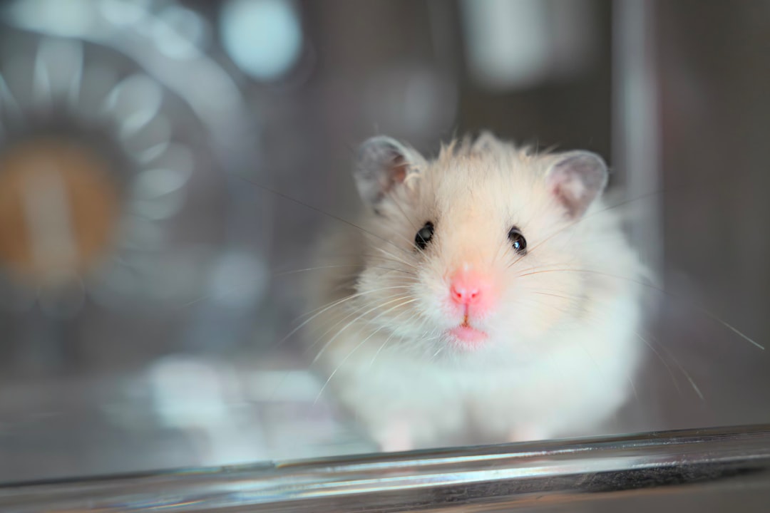 A hamster cage set up neatly on a side table in a home office