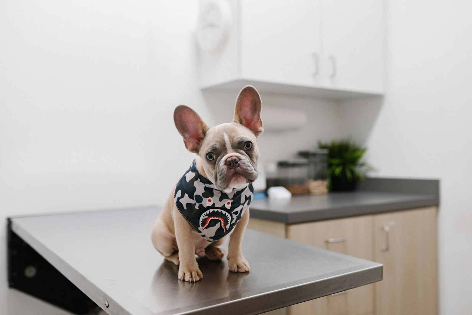 How Do Vets Check for Heartworm in Dogs?