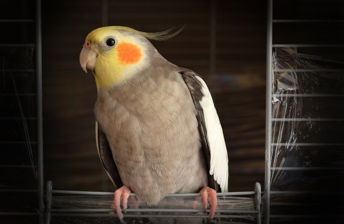 How Long Do Budgies Live? UK Lifespan Guide