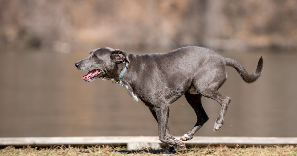 How Much Exercise Does a Dog Need?