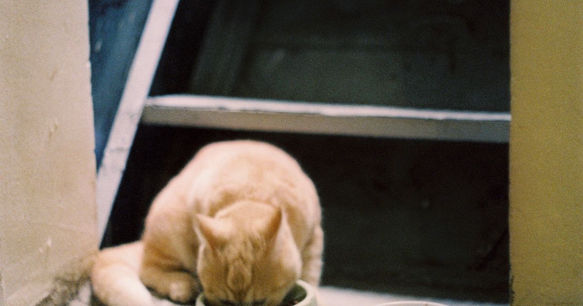 Orange tabby cat eating from a food bowl - how much to feed your cat portion guide for UK owners