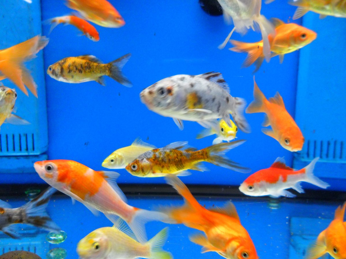 How Often to Change Aquarium Water: UK Guide for Beginners