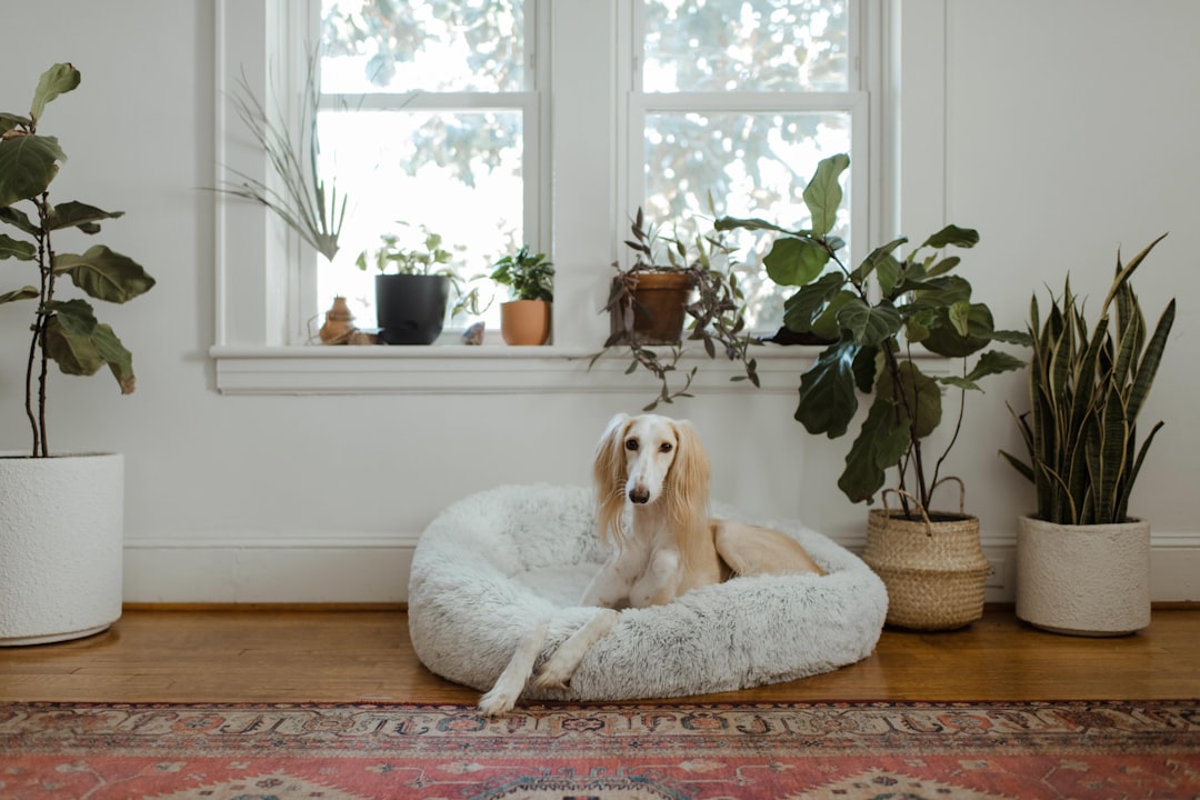 How to Choose a Dog Bed UK